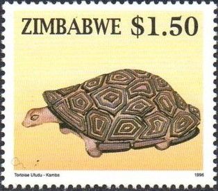 Tortoise