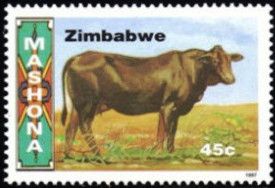 Mashona Cow (Bos primigenius taurus)