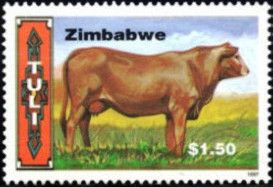 Tuli cow