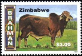 Brahman bull