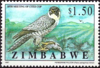 African Peregrine Falcon (Falco peregrinus minor)