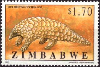 Ground Pangolin (Manis temmincki)