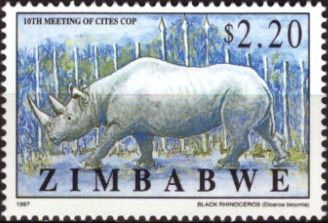 Black Rhinoceros (Diceros bicornis)
