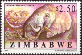 African Elephant (Loxodonta africana)