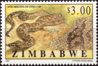 African Rock Python (Python sebae)