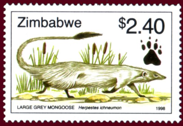 Egyptian Mongoose (Herpestes ichneumon)
