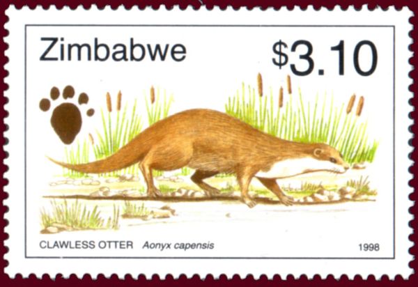 African Clawless Otter (Aonyx capensis) 