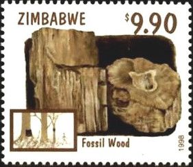 Fossil Wood