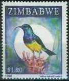 Yellow-bellied Sunbird (Cinnyris venustus)