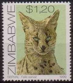 Serval (Leptailurus serval)