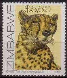 Cheetah (Acinonyx jubatus)