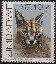 Caracal (Caracal caracal)