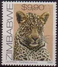 Leopard (Panthera pardus)