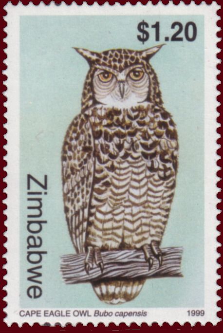 Cape Eagle-owl (Bubo capensis)