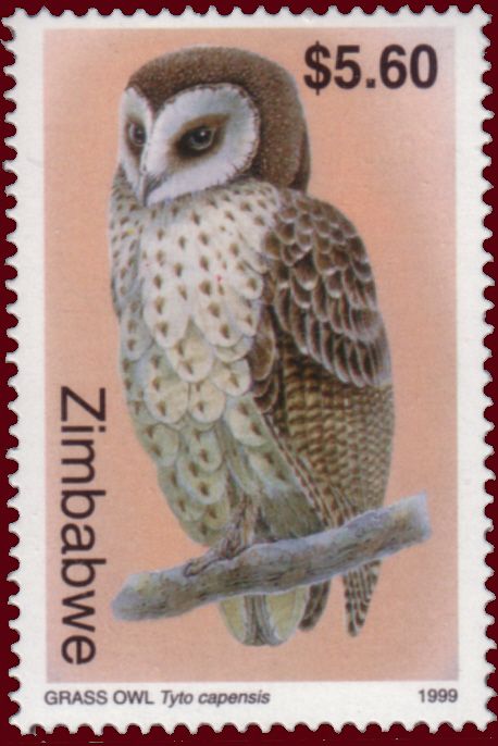 African Grass Owl (Tyto capensis)