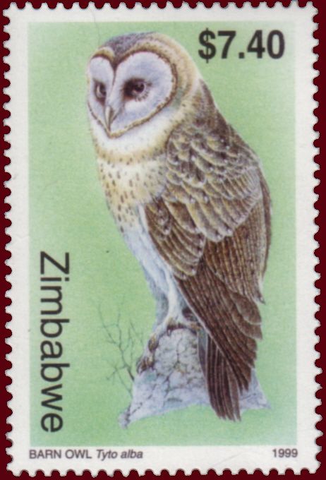 Western Barn Owl (Tyto alba)