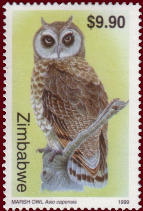 Marsh Owl (Asio capensis)
