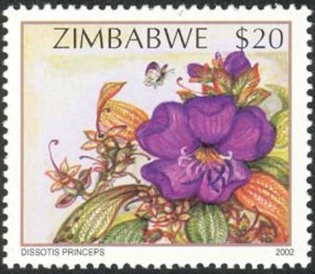 Wildflowers of Zimbabwe Series 2 - Musukandarira (Dissotis p