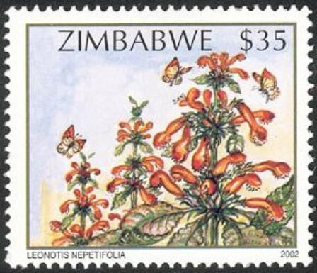 Wildflowers of Zimbabwe Series 2 - Wild dagga (Leonotis nepe