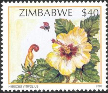 Wildflowers of Zimbabwe Series 2 - Vine-leaved Hibiscus (Hib