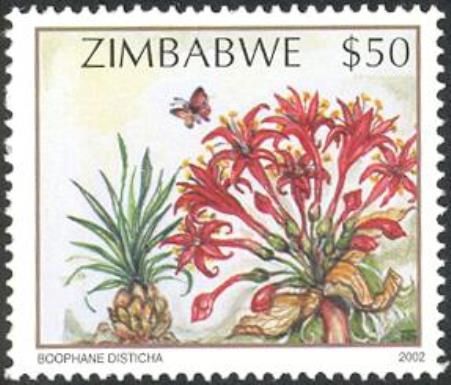 Wildflowers of Zimbabwe Series 2 - Tumble-weed (Boophane dis