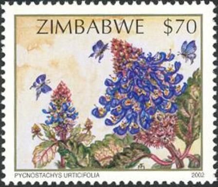 Wildflowers of Zimbabwe Series 2 - Prickly salvia (Pycnostac