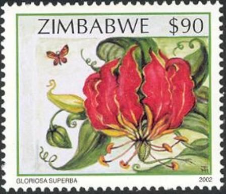 Wildflowers of Zimbabwe Series 2 - Flame lily (Gloriosa supe