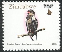 Bateleur (Terathopius ecaudatus)
