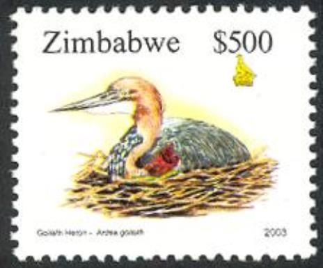 Goliath Heron (Ardea goliath)