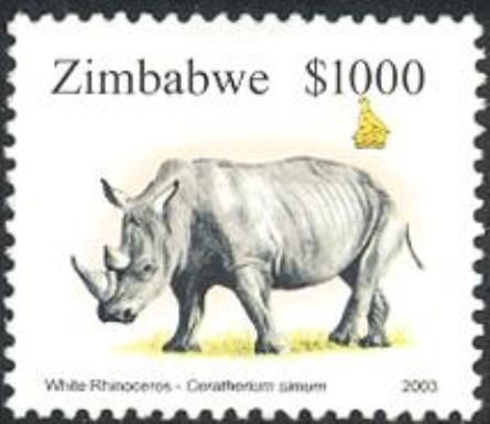White Rhinoceros (Cerototherium simum)