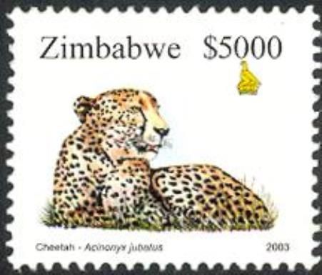 Cheetah (Acinonyx jubatus)