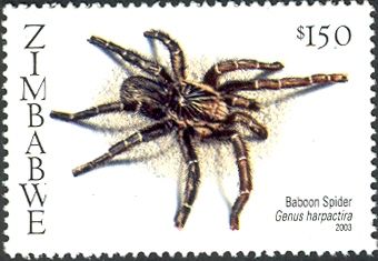 Baboon Spider (Harpactira sp.)