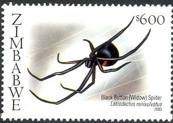 Inland Black Button Spider (Latrodectus renivulvatus)