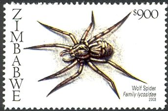 Wolf Spider (Lycosa sp.) 