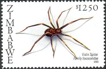 Violin Spider (Loxoscelis sp.)