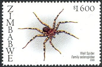 Wall Spider (Selenops sp.)