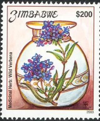 Pentanisia Schweinfurthii - Wild Verbena
