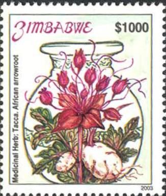 Tacca Leontopetaloides - African arrowroot
