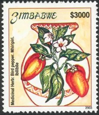 Capsicum annum - Chili, Bird pepper