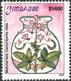 Cleome Nyevhe - Ulede
