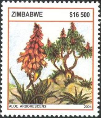Aloes - Aloe arborescens