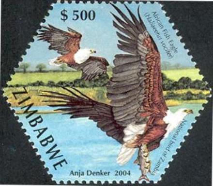 African Fish-eagle (Haliaeetus vocifer)