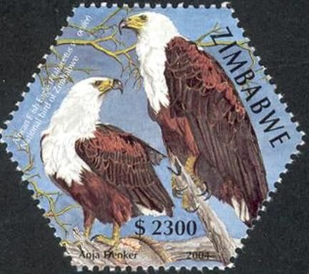 African Fish-eagle (Haliaeetus vocifer)