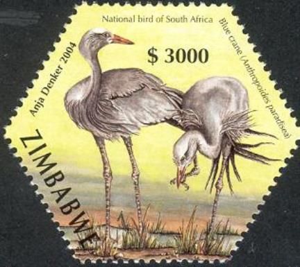 Blue Crane (Anthropoides paradisea)