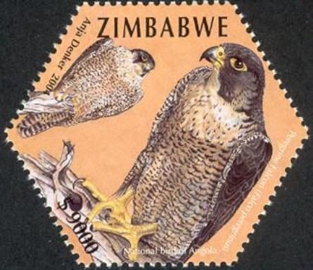 Peregrine Falcon (Falco peregrinus)