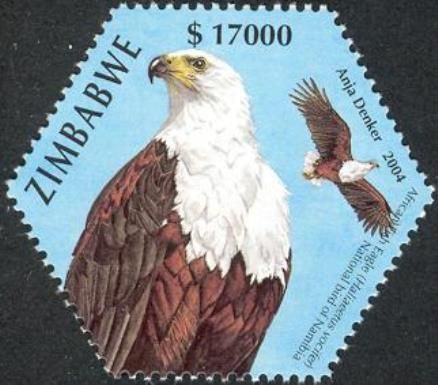 African Fish-eagle (Haliaeetus vocifer)