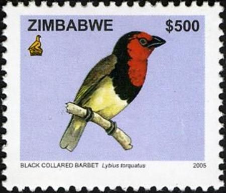 Black-collared Barbet (Lybius torquatus)