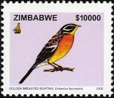Golden-breasted Bunting (Emberiza flaviventris)