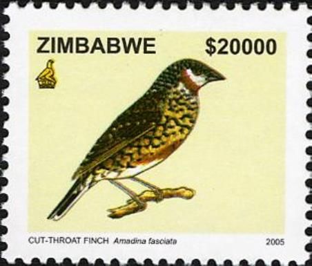 Cut-throat Finch (Amadina fasciata)