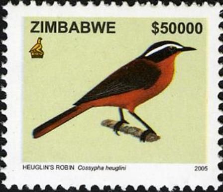 White-browed Robin-chat (Cossypha heuglini)